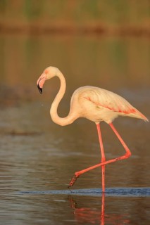 Greater flamingo (Phoenicopterus roseus), Camargue, Provence, southern France