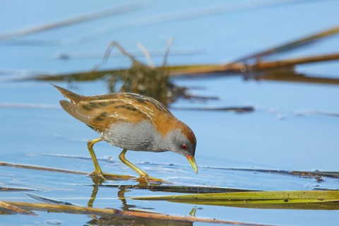 Little Crake (Porzana parva) male foraging, Greece