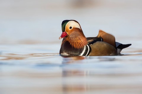 Mandarin Duck (Aix galericulata) male, Rhineland-Palatinate, Germany
