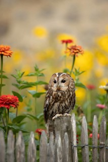 Tawny Owl (Strix aluco) perched on a fence, captive, Germany