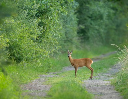 Roe deer (Capreolus capreolus), standing on a forest path, wildlife, Lower Saxony, Germany