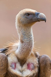 Gänsegeier, Eurasian Griffon Vulture, Griffon Vulture, Eurasian Griffon, Gyps fulvus, Vautour
