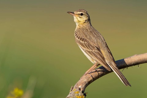 Brachpieper, Tawny Pipit, Anthus campestris, Pipit rousseline, Bisbita Campestre