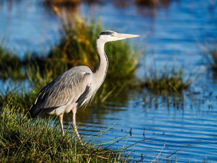 Grey Heron, Ardea cinerea, bird in winter on marshes in winter