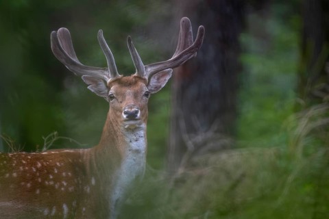 I like the portrait of the fallow deer (Dama dama) from a photographic point of view, the history