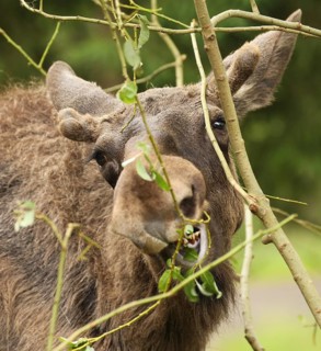 Elk (Alces alces) young bull with short velvet antlers feeding on young birch (Betula) Southern
