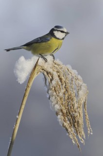 Eurasian Blue Tit (Cyanistes caeruleus), Lower Saxony, Germany