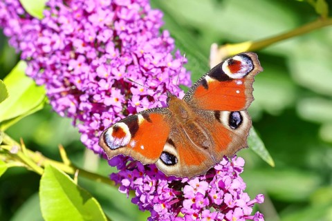 Peacock butterfly (Inachis io) sucking nectar on butterfly bush (Buddleja davidii), in a natural