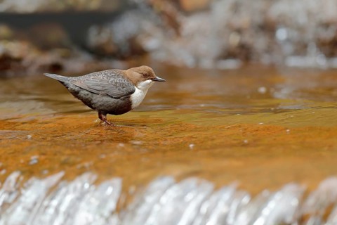 White-throated Dipper, Cinclus cinclus, brown bird with white throat in the river, waterfall in the