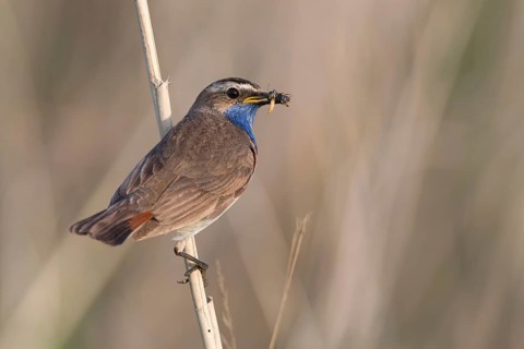Bluethroat (Luscinia svecica cyanecula) male with insect prey in beak to feed chicks,