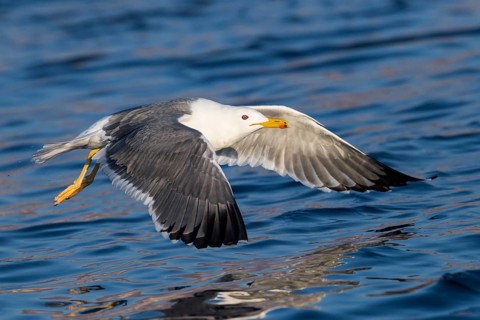 Baraba Gull (Larus fuscus barabensis) flying, Eilat, Israel