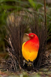 Flame Bowerbird (Sericulus ardens) perched at its bower in Papua New Guinea