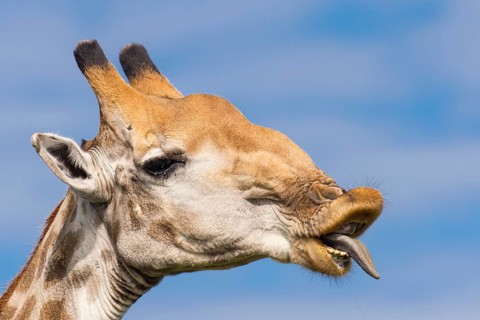 Giraffe (Giraffa) in the savannah, Kruger National Park, South Africa