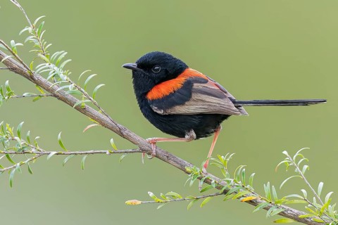 Red-backed Fairywren (Malurus melanocephalus) perched on a branch in eastern Australia