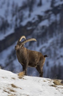 Alpine ibex (Capra ibex) male with large horns foraging on mountain slope in the snow in winter,