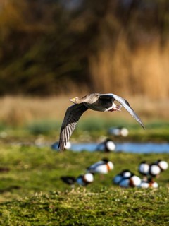 Greylag Goose, Anser anser, bird in flight over winter marshes