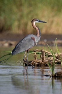 Goliath Heron (Ardea goliath), Nechisar National Park, Ethiopia