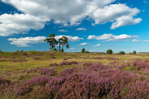 Flowering heather (Calluna vulgaris), heathland in De Hoge Veluwe National Park, Hoenderloo,