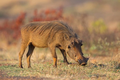Warthog, (Phacochoerus africanus), animals, mammals, biotope, habitat, Africa, Addo Elephant