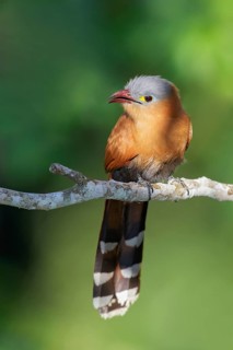 Black-bellied Cuckoo (Piaya melanogaster) perched on a branch in the Amazon of Brazil