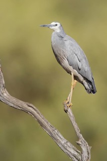 White-faced Heron (Egretta novaehollandiae), Western Australia, Australia