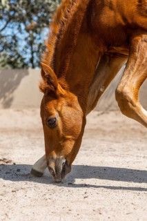 A young foal gently lowers its head to explore the sandy ground, its mane glowing in the sunlight.