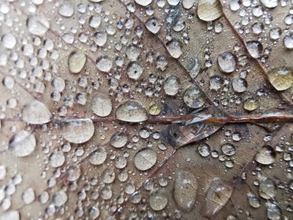 Detailed image of water droplets on a leaf surface, Frankenwald nature park Park