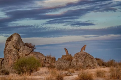 Cheetah (Acinonyx jubatus) two individuals sitting on a rock under impressive cloud formation in