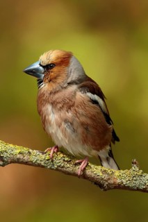 Appelvink zittend op bemoste tak, Hawfinch sitting on mossy branch