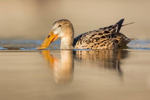 Northern Shoveler (Spatula clypeata) female, Baden-Wuerttemberg, Germany