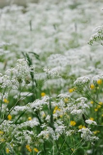 Meadow chervil (Anthriscus sylvestris), May, Germany
