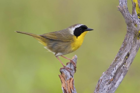 Common Yellowthroat (Geothlypis trichas), Texas, USA