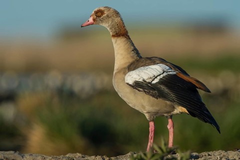 Egyptian Goose (Alopochen aegyptiaca), Schleswig-Holstein, Germany