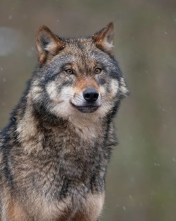 European Wolf (Canis lupus) adult portrait, Lower Saxony, Germany