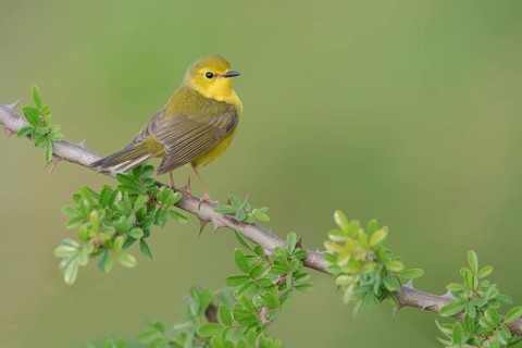 Hooded Warbler (Setophaga citrina) female, Texas, USA