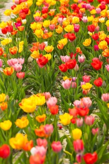 Colourful blooming tulips (tulpia) in a field for self-cutting flowers in Katzenberg, Nossen,