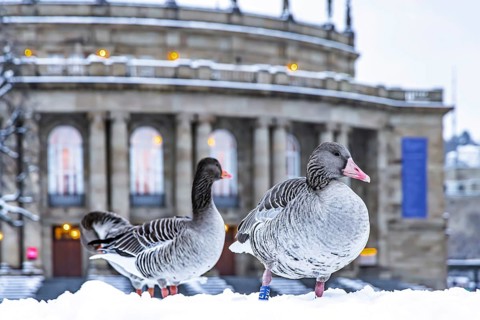 Winter in Stuttgart. It snowed overnight and the city is wintry white early in the morning. Nile