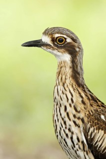 Bush Stone-curlew (Burhinus grallarius), Queensland, Australia