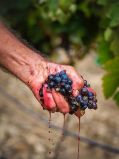 A close-up of a hand crushing ripe grapes in a Mallorcan vineyard, showcasing the vibrant juice and