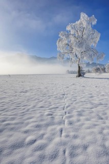 Snow-covered tree, hoarfrost, sun, winter, Loisach-Lake Kochel moor, Alpine foothills, Upper