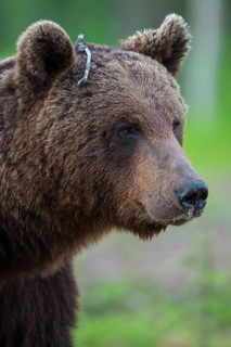 Eurasian Brown Bear (Ursus arctos) in forest, Finland