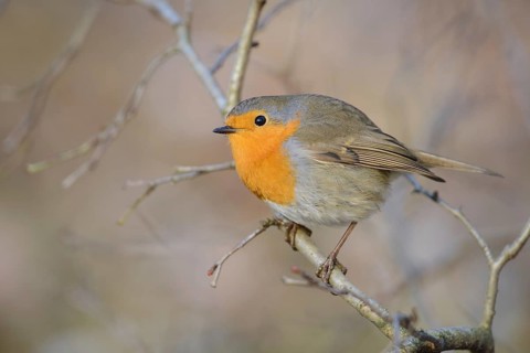 European Robin (Erithacus rubecula), Thuringia, Germany
