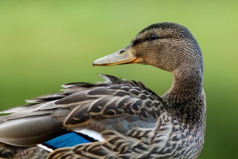 Mallard (Anas platyrhynchos), female portrait, Cairngorms National Park, Scotland, United Kingdom