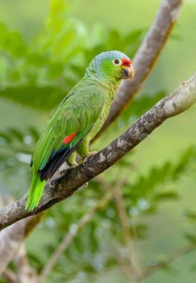 Red-fronted Parrot (Poicephalus gulielmi) at Laguna Lagarto Lodge near Boca Tapada, Costa Rica