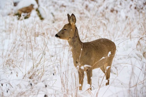 A roe deer looks to the side in a snow-covered meadow, surrounded by quiet, calm winter grasses,