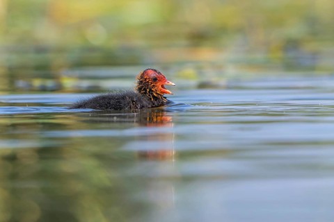 Eurasian Coot (Fulica atra) chick calling, Mecklenburg-Western Pomerania, Germany