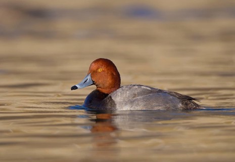 Redhead (Aythya americana) male, Ohio, USA