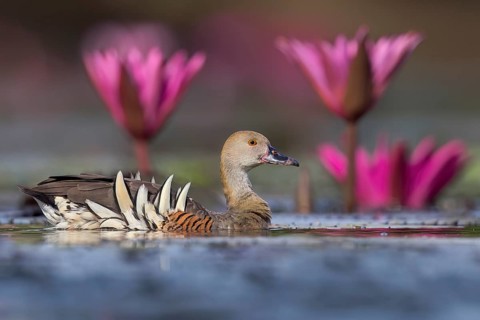 Plumed Whistling Duck (Dendrocygna eytoni) in a wetland area in Papua New Guinea