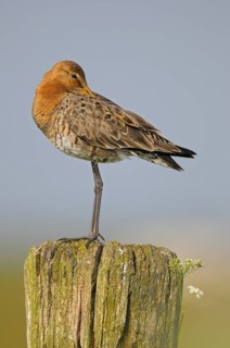 Uferschnepfe (Limosa limosa), Black-tailed Godwit, ruhender Altvogel auf Sitzwarte, Mai, Nijkerk,