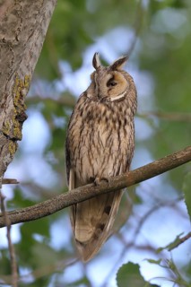 Long-eared owl (Asio otus), sitting on a branch in an aspen (Populus tremula), Burgenland, Austria